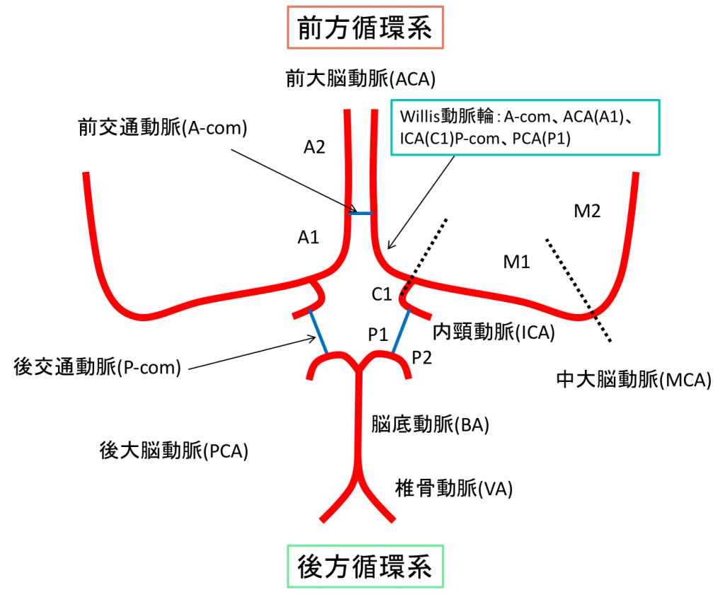 頭部MRA（脳の血管）の解剖の基本！ポイントを動画付きで解説！